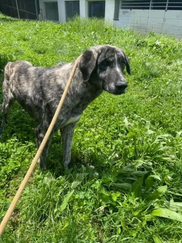 Bellissima Tea cagnolina in adozione - Foto 5