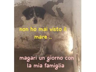 ANGEL FEMMINA 6 ANNI