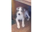BILLY 3 MESI taglia media