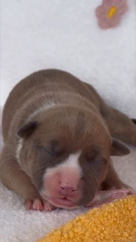 Amstaff cuccioli Blu con Pedigree ENCI - Foto 2