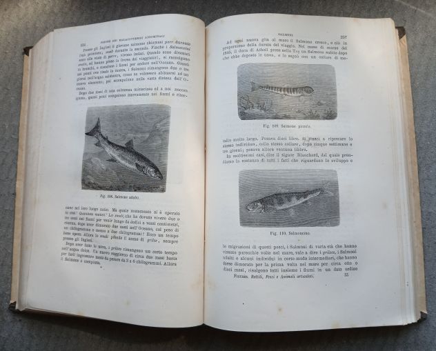 RETTILI, PESCI E ANIMALI ARTICOLATI, Ed. F.lli Treves 1891. - Foto 9