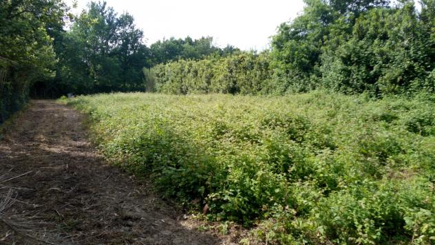 Agricolo in vendita a Buggiano - Foto 6
