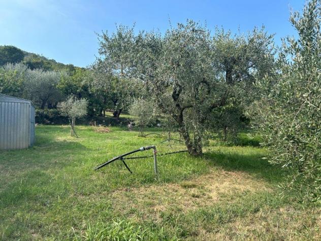 Uliveto in vendita a Castegnero - Foto 14