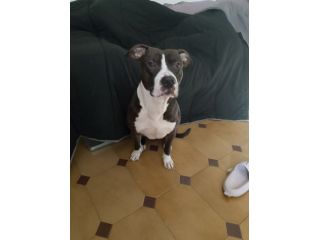 Regalo cane