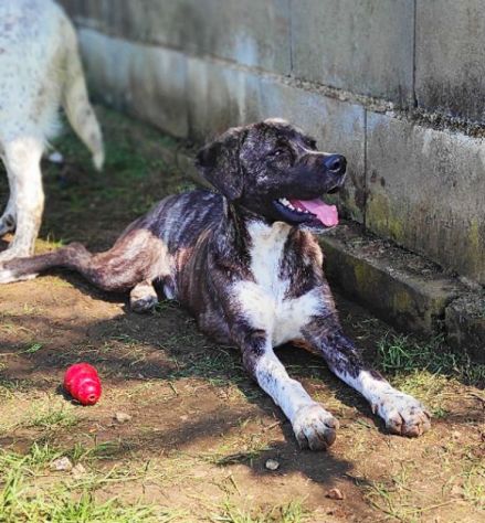 CUCCIOLI IN ADOZIONE - Foto 10