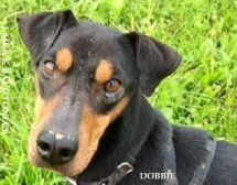DOBBIE, splendida cagnolina - Foto 2