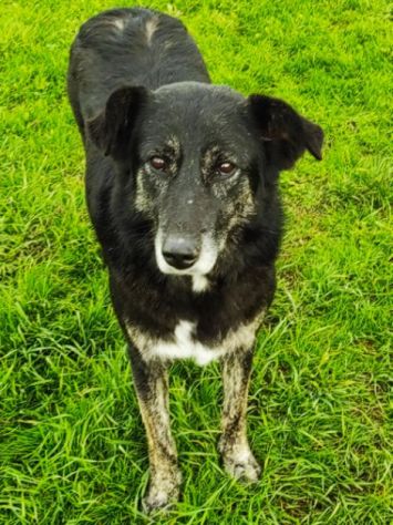 CAGNOLINA IN ADOZIONE: ALMA, materna ed amorevole - Foto 5