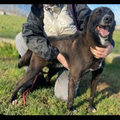 DOLCI GIOVIALI CAGNOLINI IN ADOZIONE - Foto 8