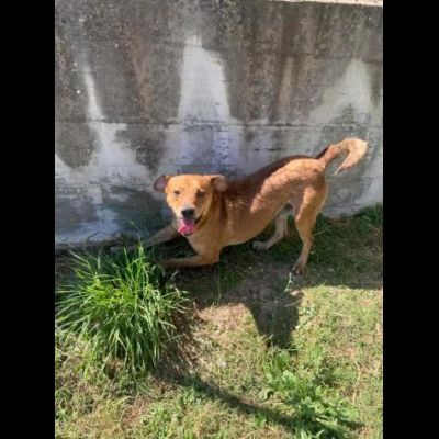 VICTOR TIMIDO E TRANQUILLO, CAGNOLINO IN ADOZIONE - Foto 10