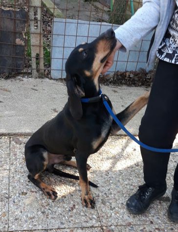 DANKO, splendido mix segugio - Foto 10