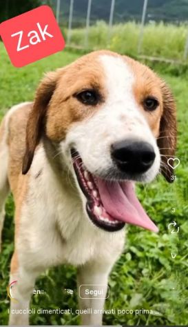 I CUCCIOLI DIMENTICATI ZACK e ZELDA tg medio contenuta, cane in adozione - Foto 7