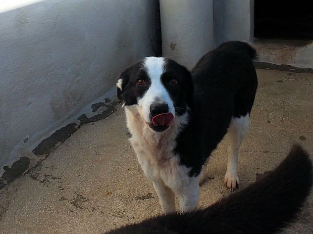 Siria bella e gentile - Foto 6