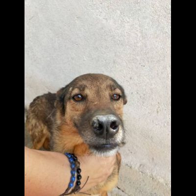 UN'OPPORTUNITA' PER QUESTE ANIME LOKY, DUCA, NELLO CANI IN ADOZIONE - Foto 6