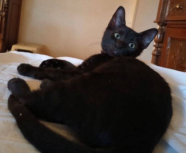 Pepe gattino - Foto 2