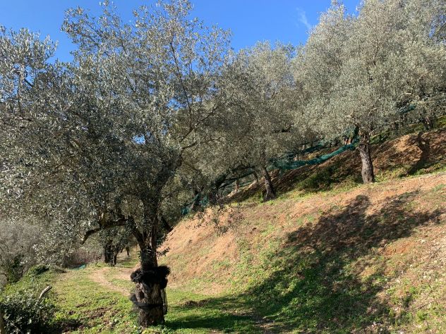 Terreno agricolo di 10.000 mq c,a - Foto 9