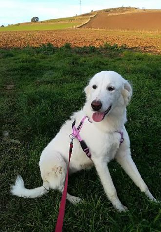 MUFFIN 4-5anni dolce allegro speranzoso - 20kg - Foto 4