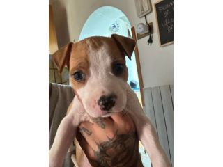 Cuccioli di American Staffordshire Terrier