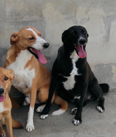 MAI SCELTI: CANI IN ADOZIONE - Foto 5