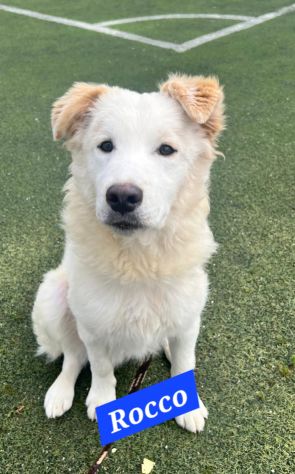 Rocco 2anni bellissimo SOS SICILIA - Foto 2