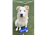 Rocco quasi 2anni bellissimo SOS SICILIA