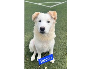 Rocco quasi 2anni bellissimo SOS SICILIA
