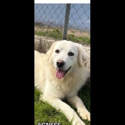 AGNESE TIMIDA E DELICATA CAGNOLINA IN ADOZIONE