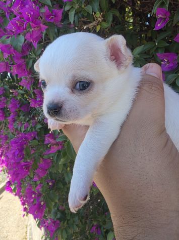 Cuccioli di chihuahua da privato