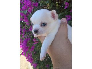 Cuccioli di chihuahua da privato