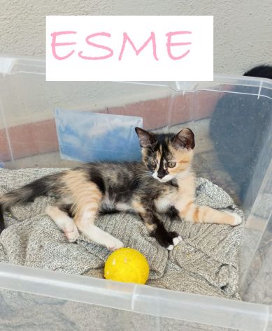 GATTINI DI 2 MESI - Foto 2