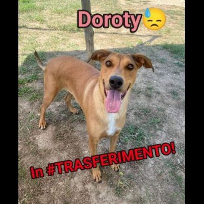 DOROTY gentile ed allegra cagnolina in adozione - Foto 7