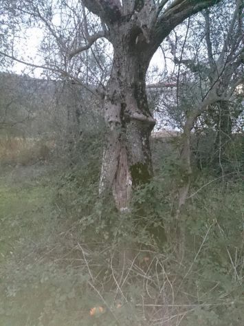 Piante di ulive secolari