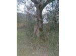 Piante di ulive secolari