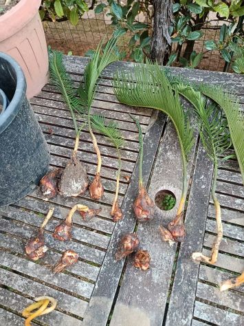 Cycas Revoluta - Foto 2