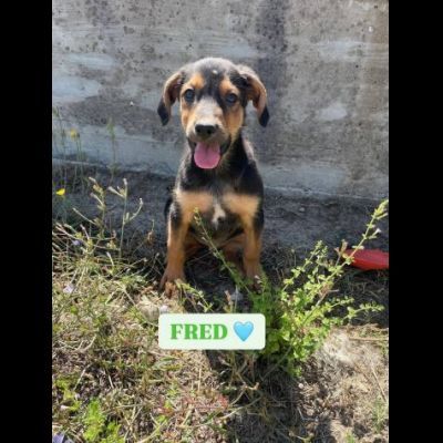 BETTY  FRED  BARNEY  WILMA  CIOTTOLINA  TENERISSIMI CUCCIOLI IN ADOZIONE - Foto 5