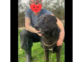 ALBERTO  LUPETTO IN MINIATURA, CANE IN ADOZIONE TAGLIA MEDIO CONTENUTA