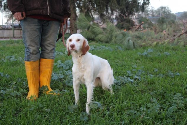 NATHALIE, piccola anima fragile a rischio canile lager - Foto 2