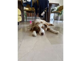 Miniature American shepherd