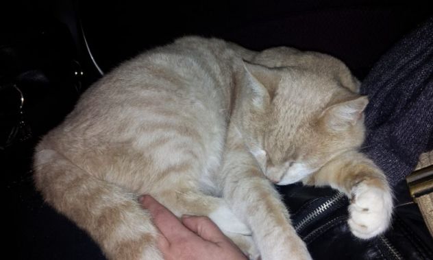 FEFE', stupendo micione - Foto 3
