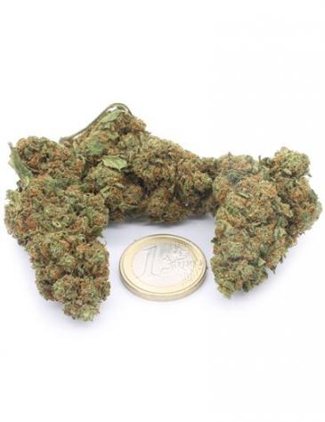 Bubblegum OG - Foto 3