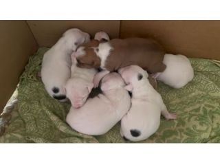 Cuccioli di American Staffordshire Terrier