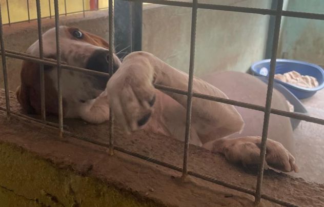 GIORGIO 2 ANNI BRACCO POINTER