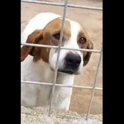 LINA DOLCISSIMA E BUONISSIMA CAGNOLINA IN ADOZIONE