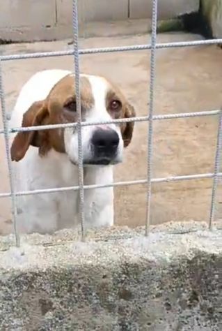 LINA DOLCISSIMA E BUONISSIMA CAGNOLINA IN ADOZIONE - Foto 2