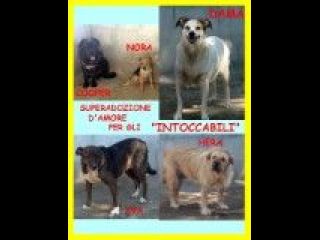 CAGNOLONI DA TUTTA LA VITA IN CANILE CERCANO DISPERATAMENTE UNA CASA
