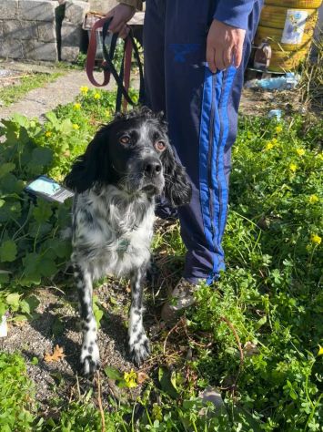 DOLLY cerca coccole e carezze, CAGNOLINO IN ADOZIONE - Foto 7