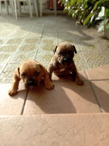 Allevamento Amstaff CON PEDIGREE zona Lavello Venosa Melfi