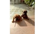 Allevamento Amstaff CON PEDIGREE zona Lavello Venosa Melfi