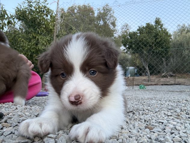 Selezionati Border Collie con pedigree - Foto 4