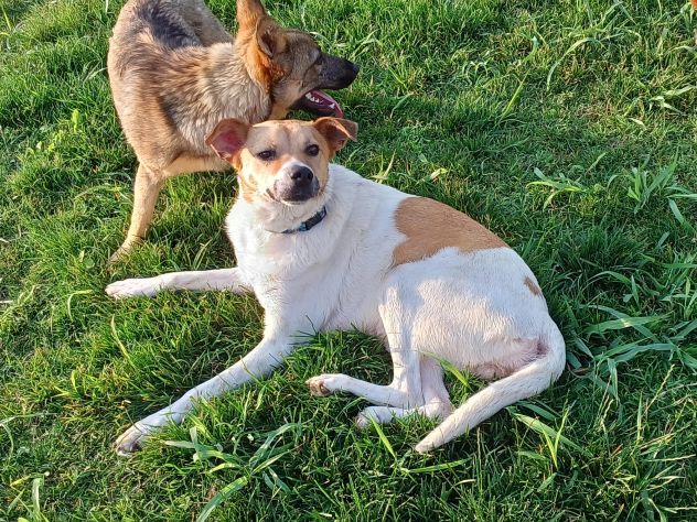 BOBB, fantastico cucciolone diversamente abile - Foto 8