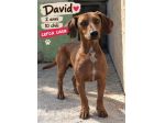 DAVID SIMIL BASSOTTO 2 ANNI 10 KG taglia piccola